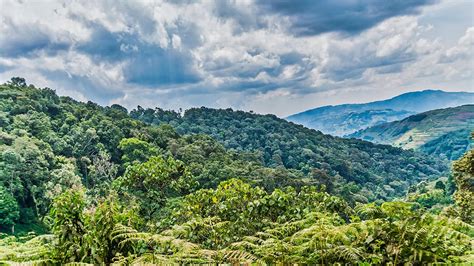bwin uganda|Bwindi Uganda: Guide to Bwindi Impenetrable National Park.